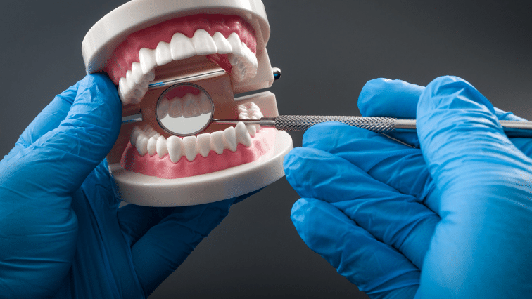 A dentist holds a mold of a mouth, with teeth, and inspects using a mirror tool.